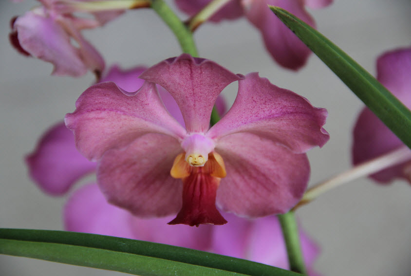 Travel Photo Thursday Jamaican Orchids InsideJourneys