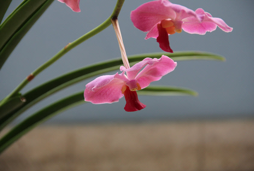 Travel Photo Thursday Jamaican Orchids InsideJourneys