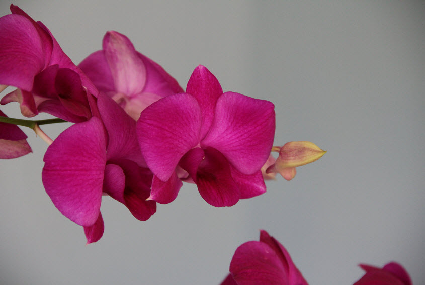 Jamaican orchids InsideJourneys