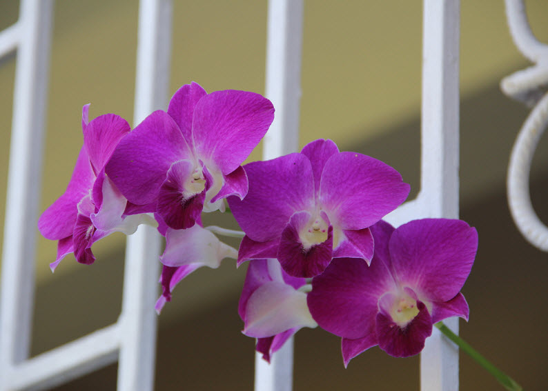 Travel Photo Thursday Jamaican Orchids InsideJourneys