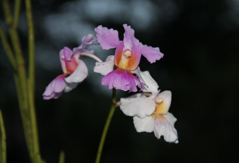 Travel Photo Thursday Jamaican Orchids InsideJourneys