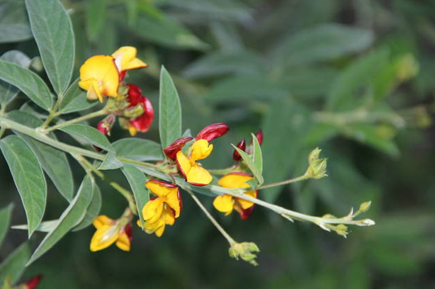 Pigeon Peas InsideJourneys