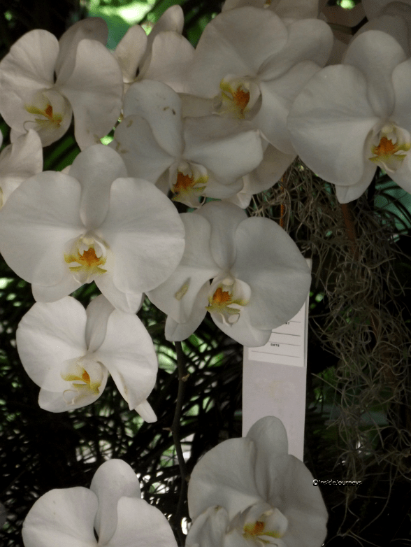 A Jamaican Spring InsideJourneys