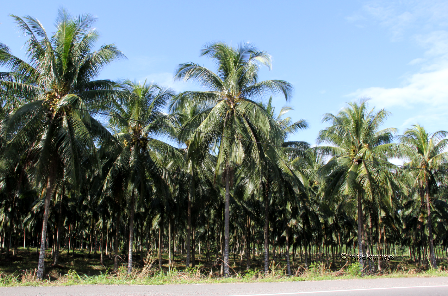 FoodieTuesday The MultiPurpose Coconut InsideJourneys