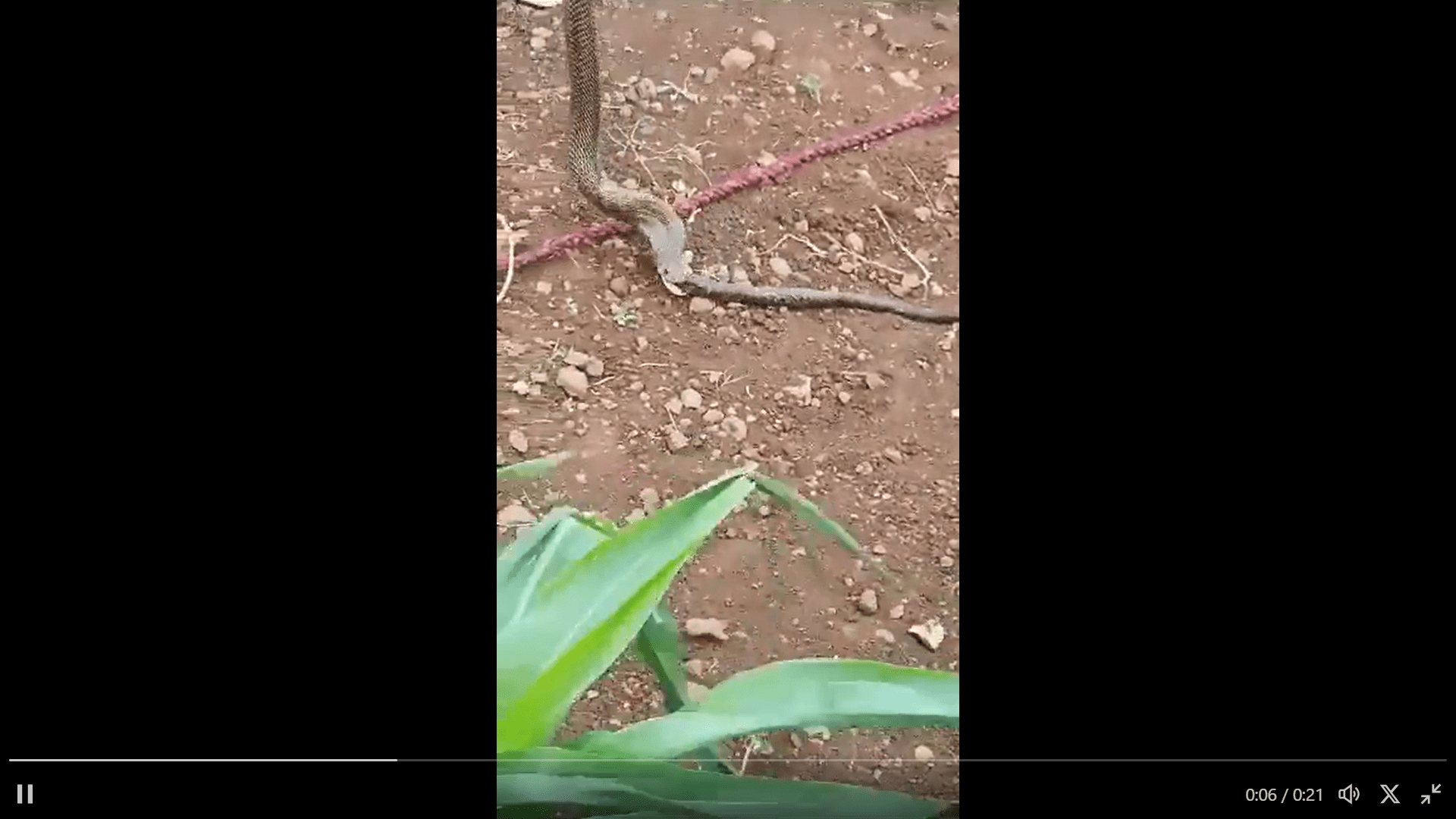 नाशिकमध्ये कोब्रानेच कोब्राला गिळले, पहा व्हिडिओ Inside Marathi