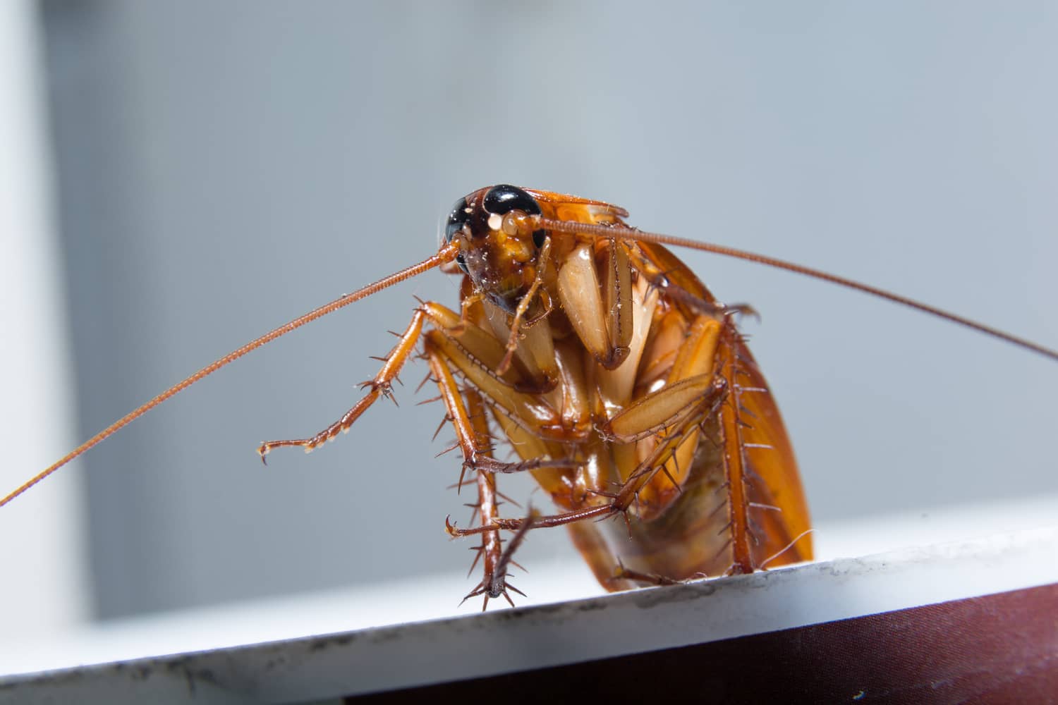 How To Get Rid Of Wood Roaches Inside & Out Pest Services
