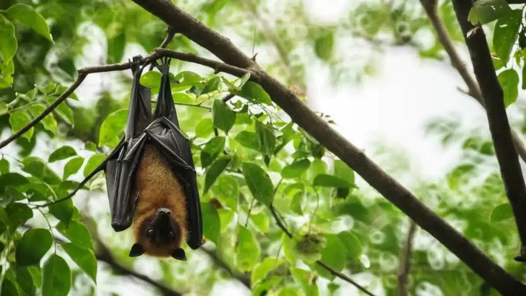 What Do Bats Sound Like? Inside & Out Pest Services