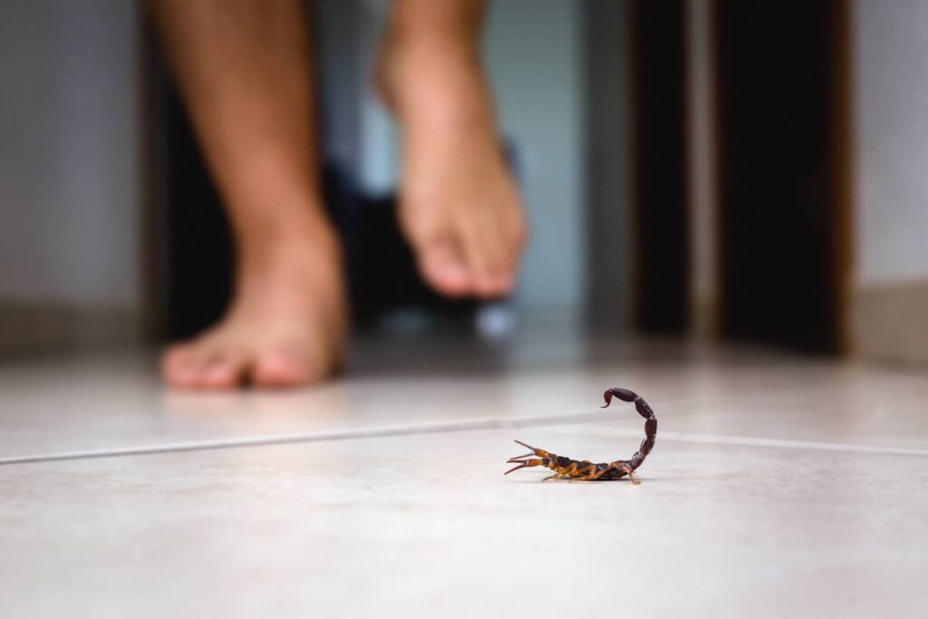 Are There Scorpions In Florida? Inside & Out Pest Services