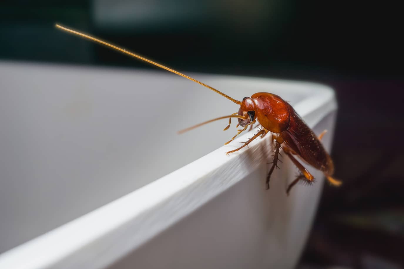 What Smells Keep Roaches Away? Inside & Out Pest Services