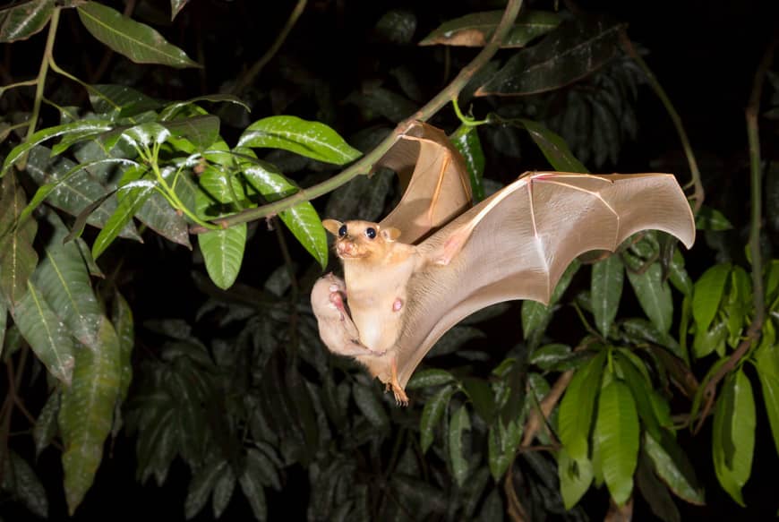 Do Bats Lay Eggs? Inside & Out Pest Services