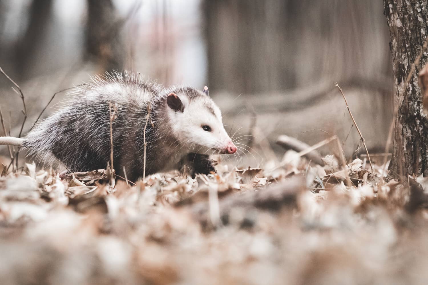 Are Possums Dangerous To Dogs? Inside & Out Pest Services