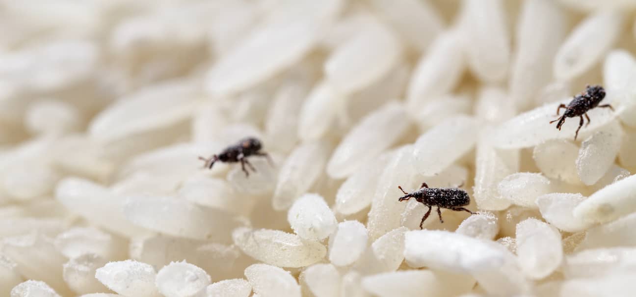 Do Weevils Bite? Inside & Out Pest Services