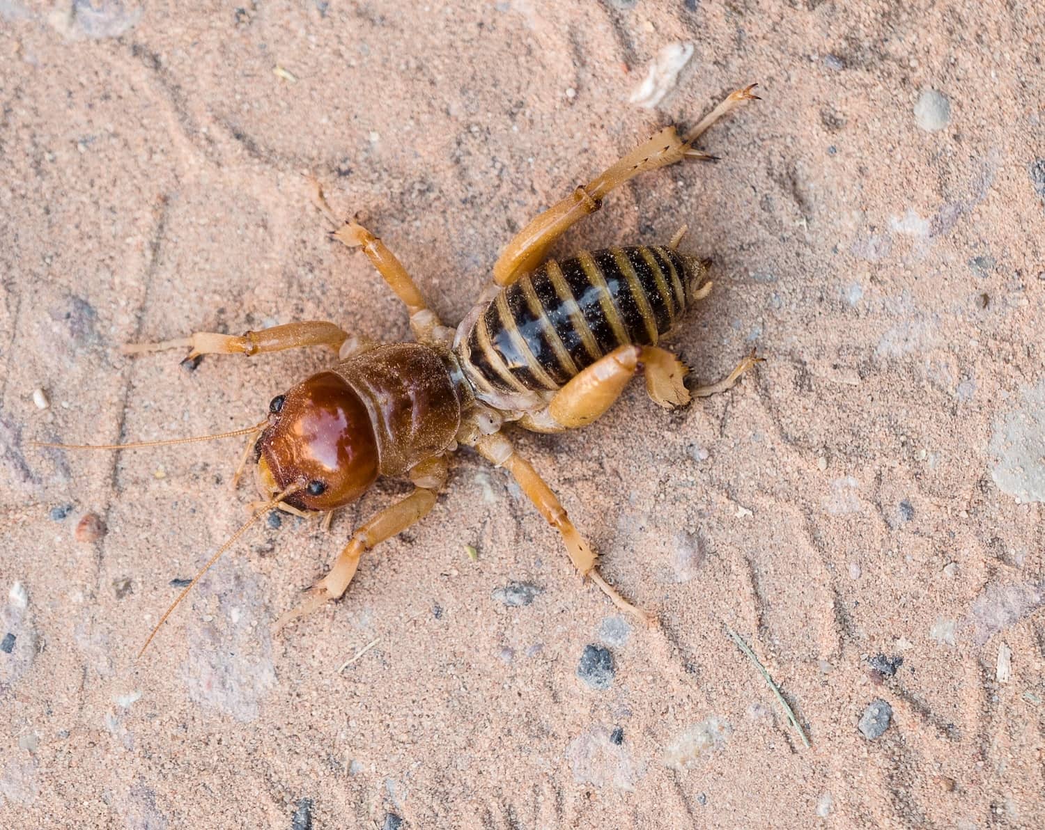 The Jerusalem Cricket All You Need to Know Inside & Out Pest Services