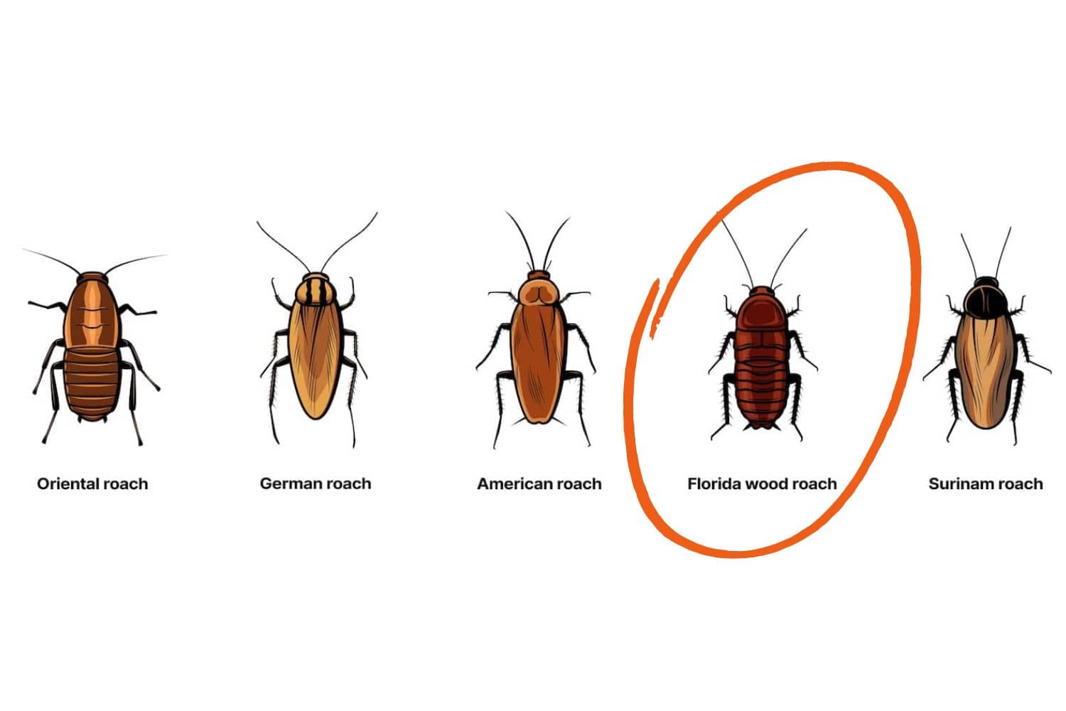 Best Ways to Rid Your Home of Wood Roaches Inside & Out Pest Services