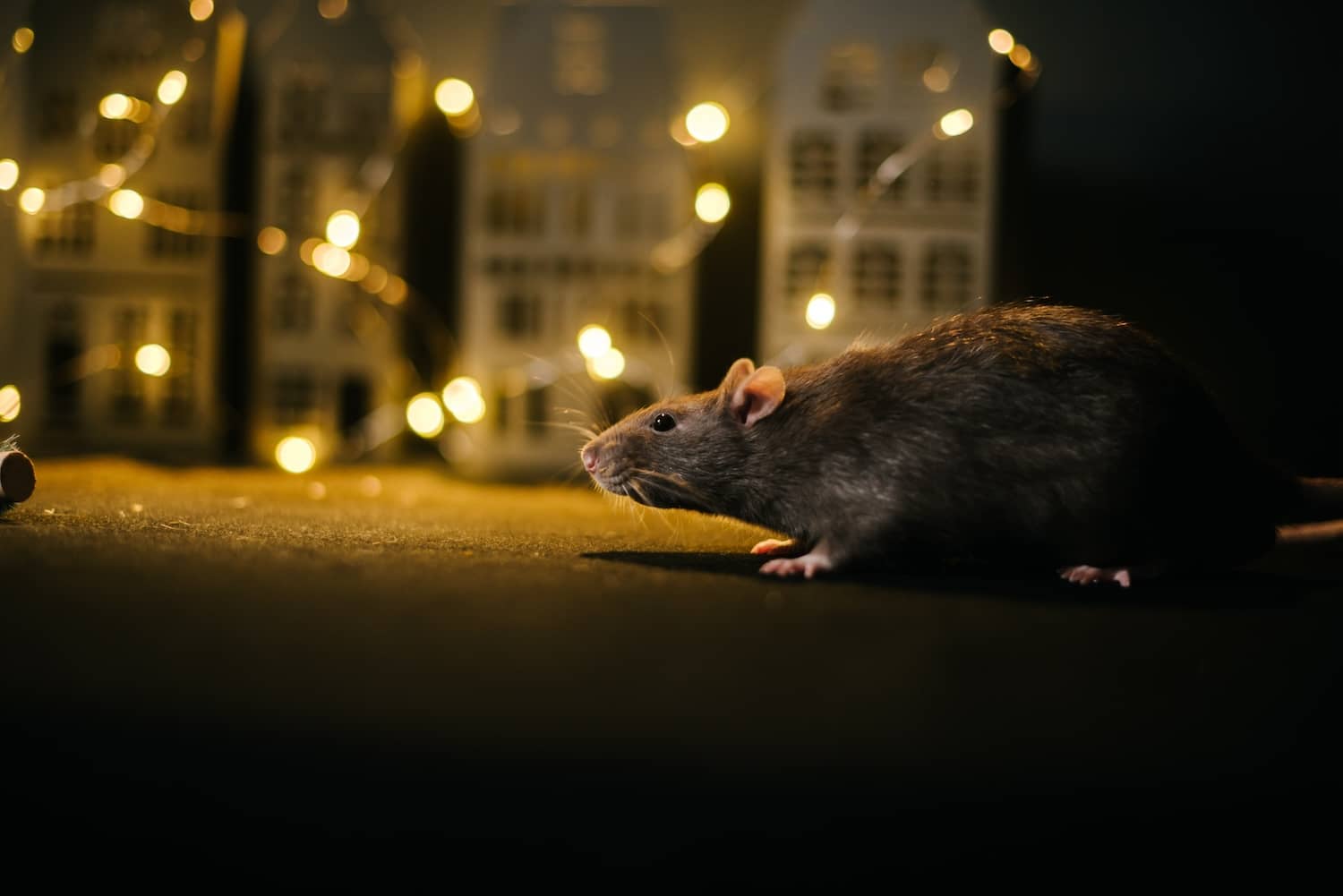 Do Rats Carry Rabies? Inside & Out Pest Services