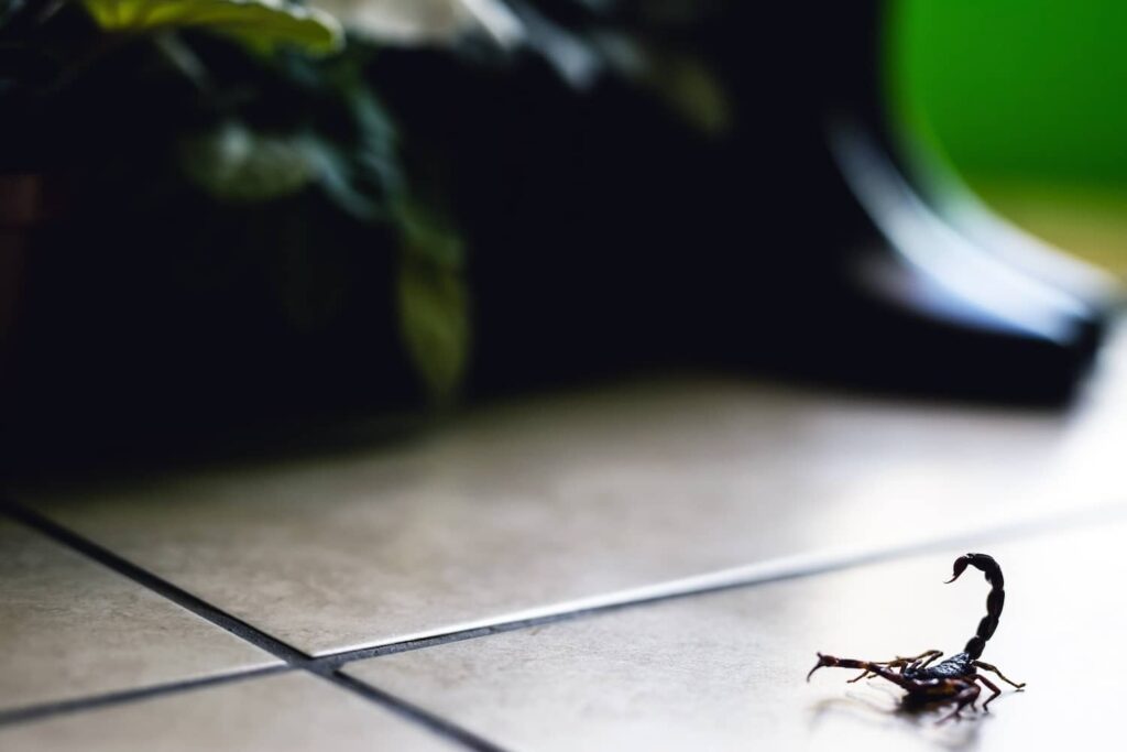 Are There Scorpions in Florida? Inside & Out Pest Services