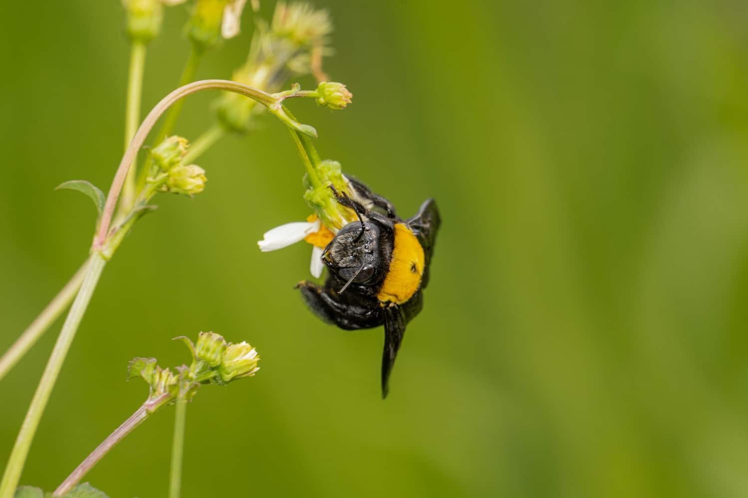 Do Carpenter Bees Sting or Bite? Inside & Out Pest Services