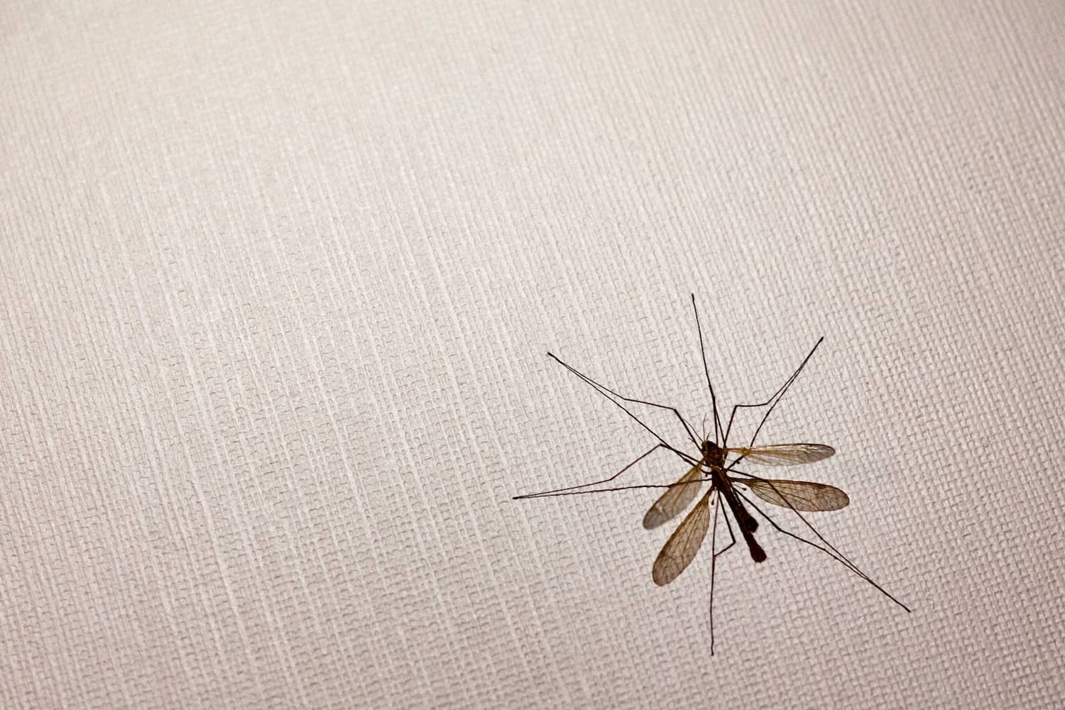 What Are Crane Flies and Do They Eat Mosquitoes? Inside & Out Pest Services