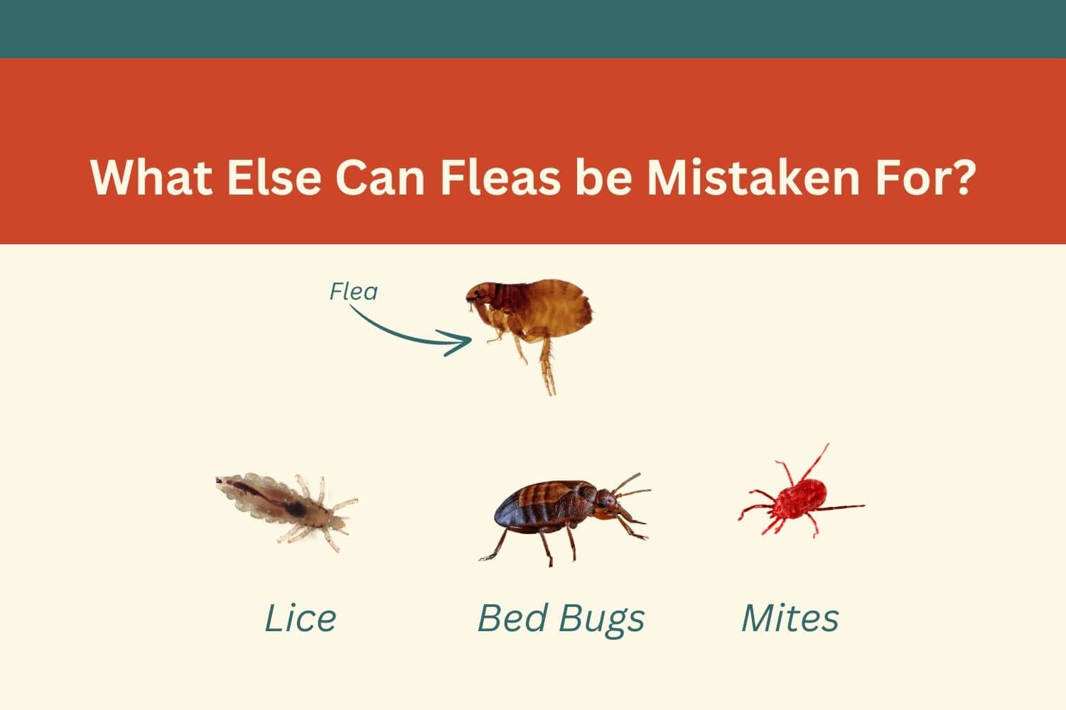 What Do Fleas Look Like to a Human Eye? | Inside & Out Pest Services