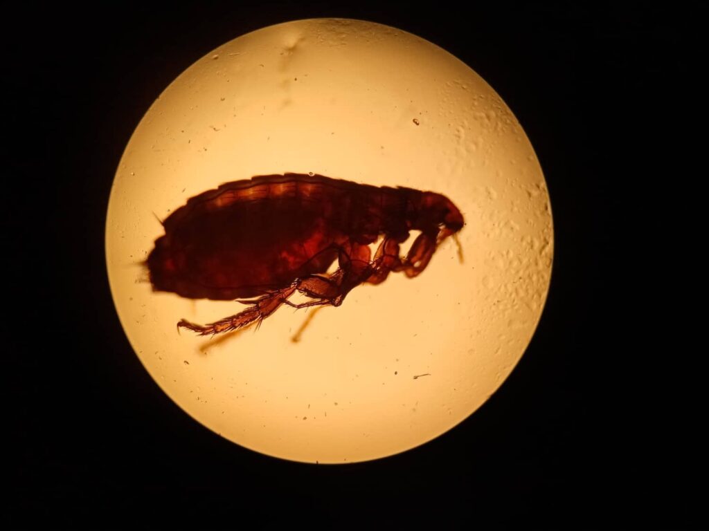 What Do Fleas Look Like to a Human Eye? | Inside & Out Pest Services