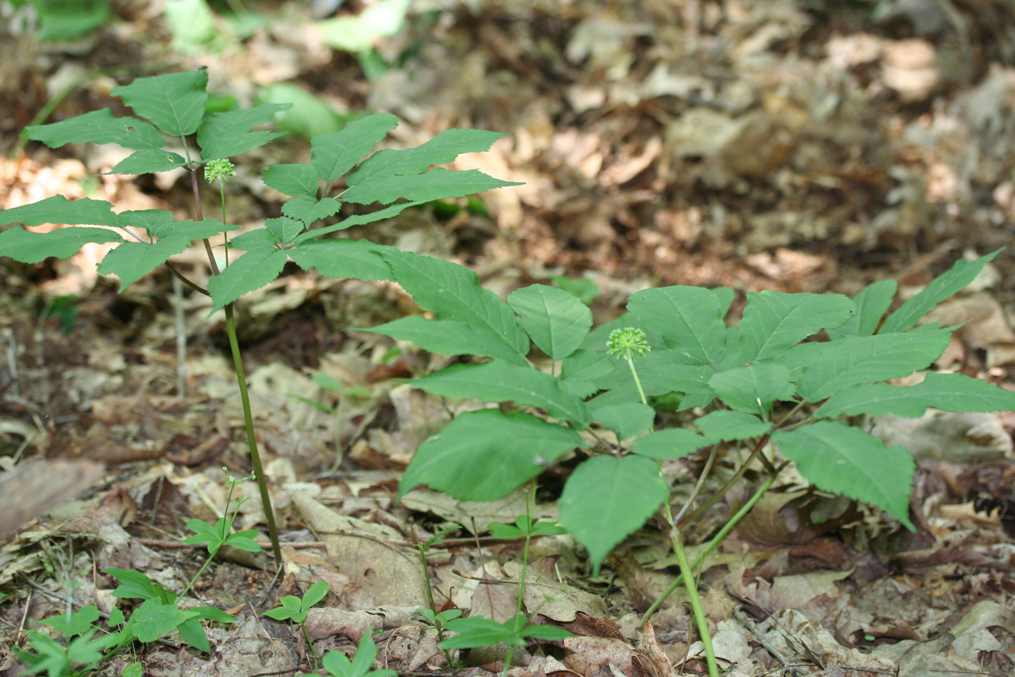 Wild ginseng in steep decline in Maryland, survey reveals Q&A with