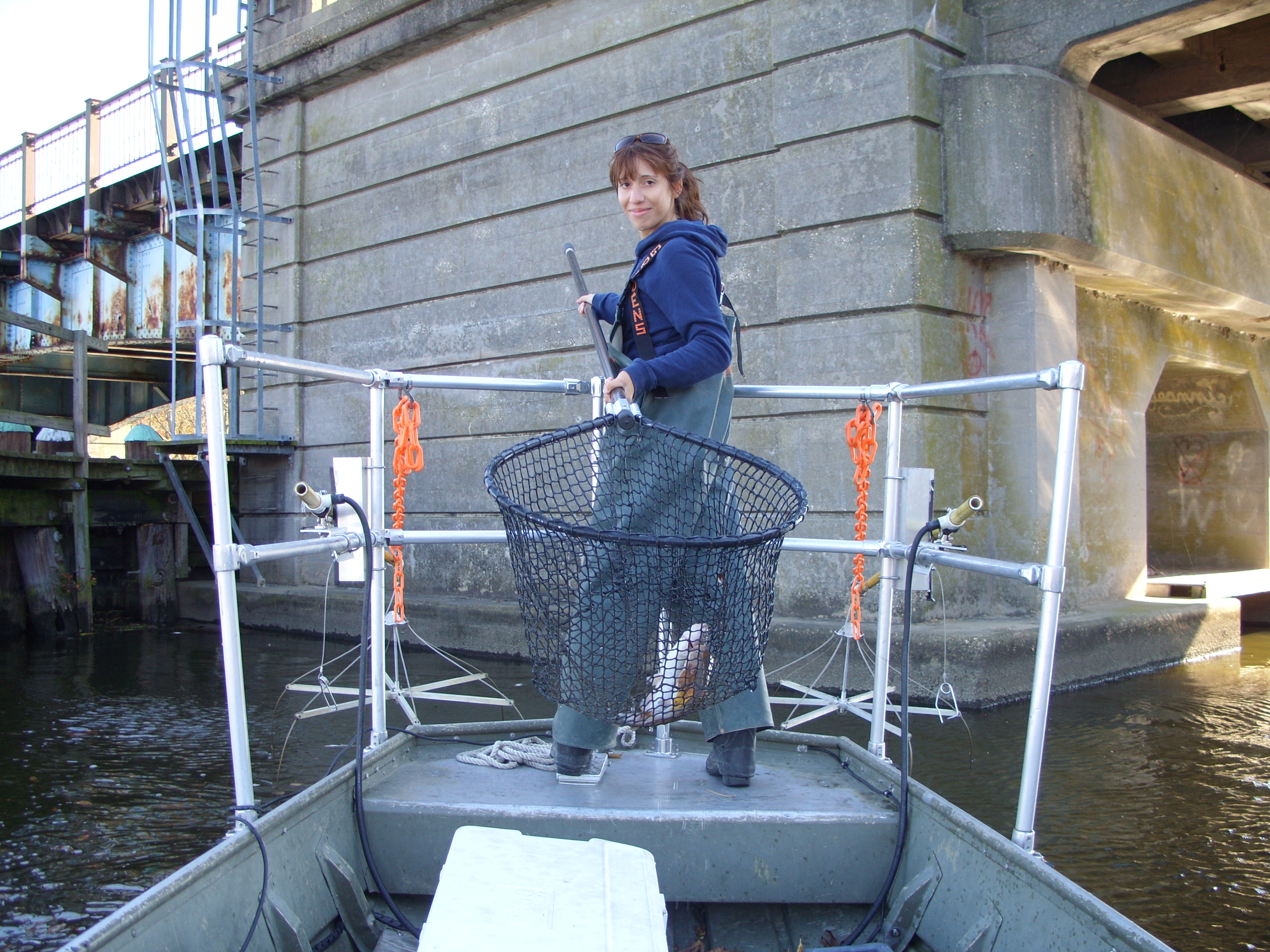 Smithsonian Insider DNA solves puzzle of catfish dinners