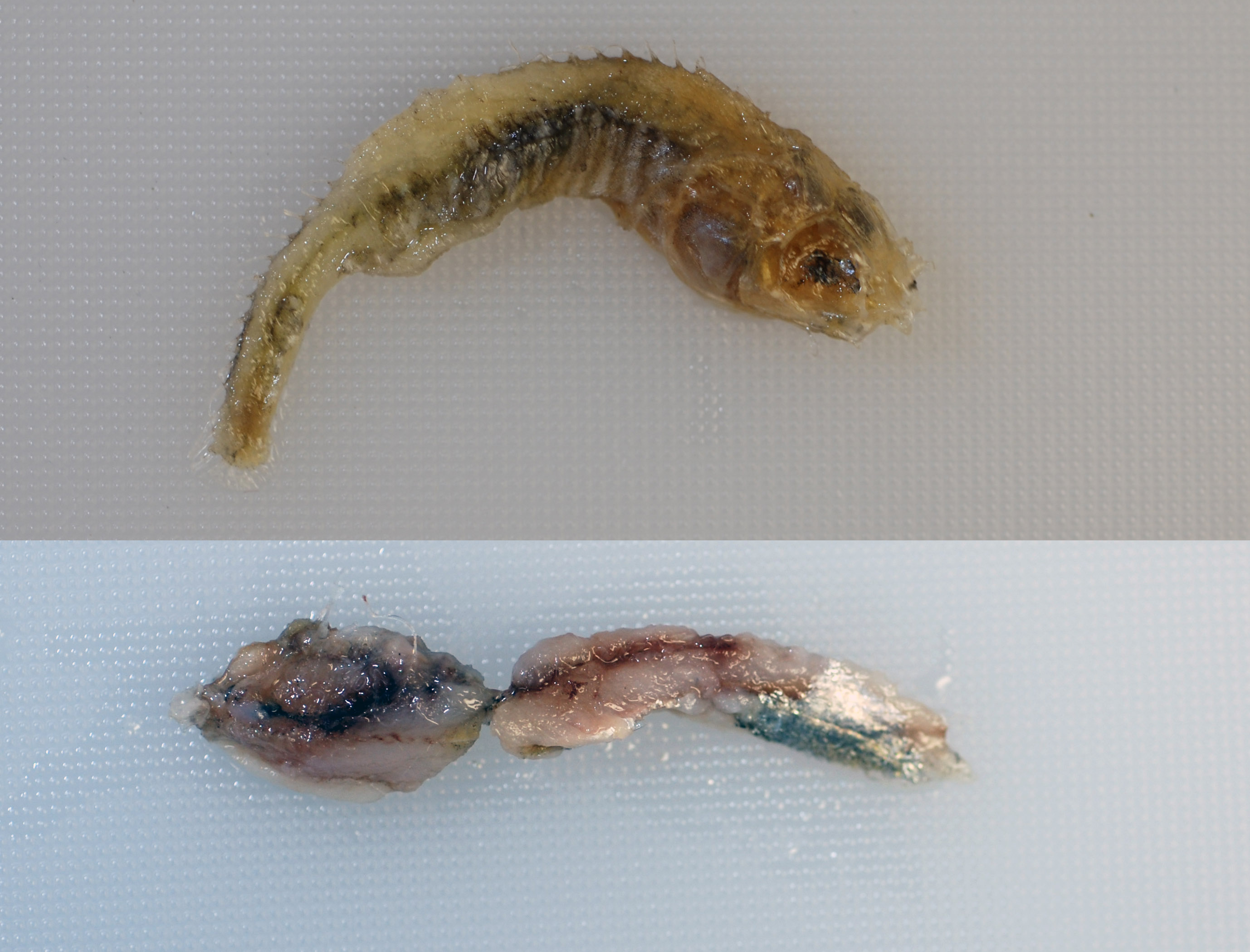 DNA solves puzzle of catfish dinners Smithsonian Insider