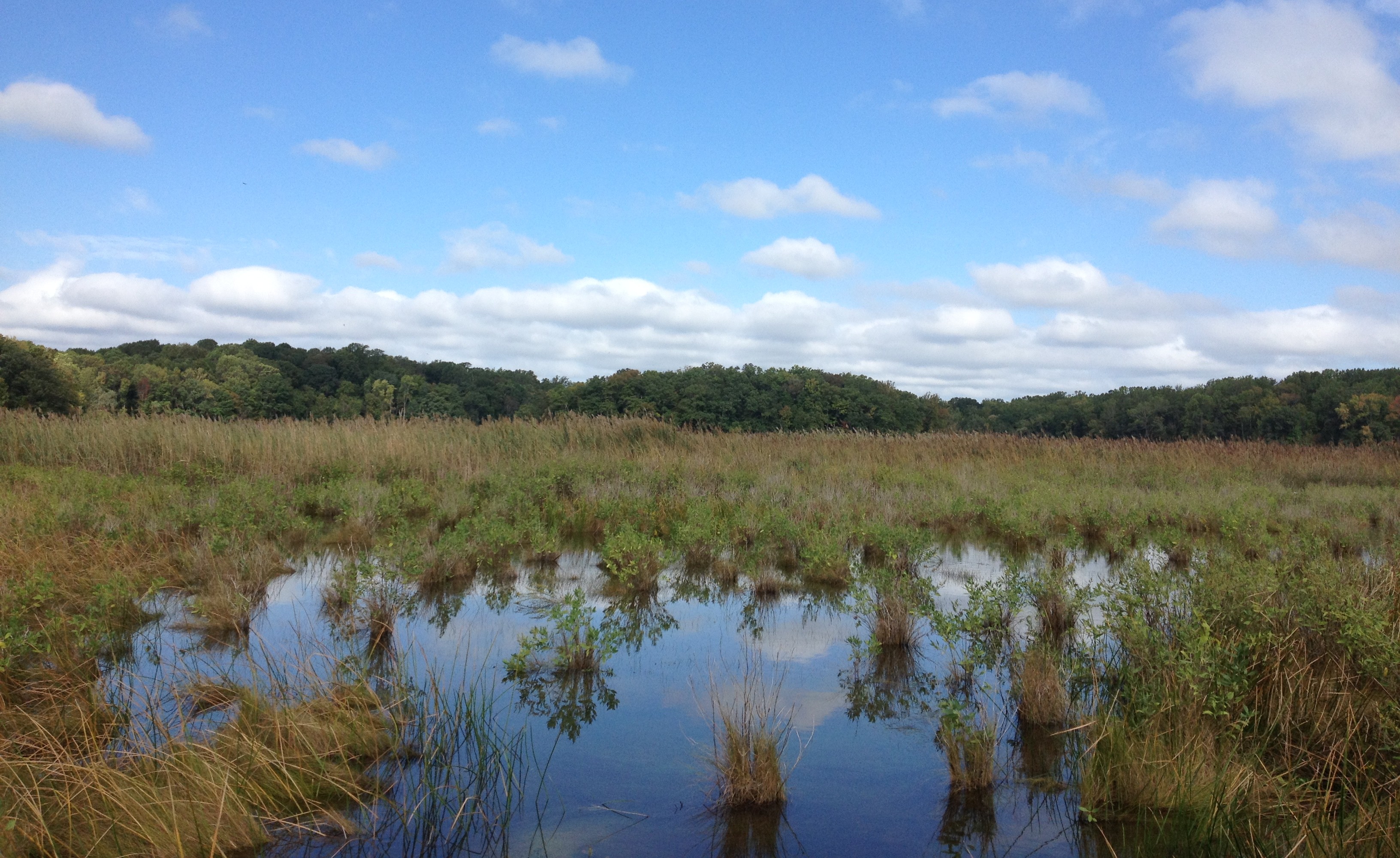 New report enables creation of carbon credits for restored wetlands