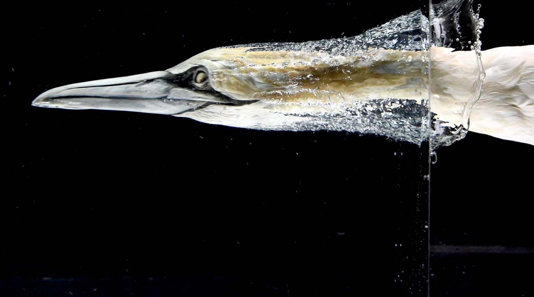 Study shows how birds dive safely at high speeds Smithsonian Insider