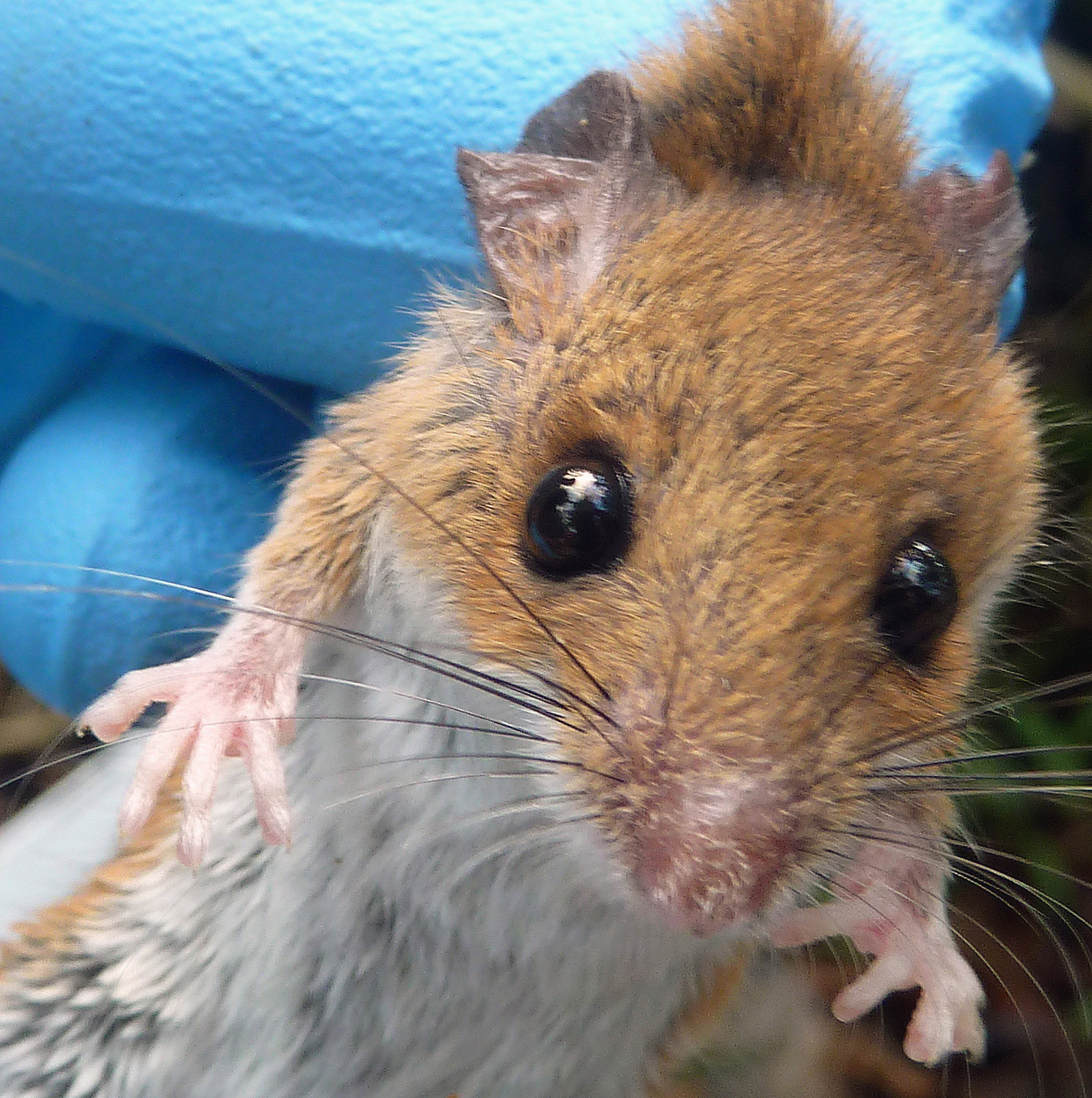 Of mice and macchiato Bird Friendly coffee gives a pawup to small