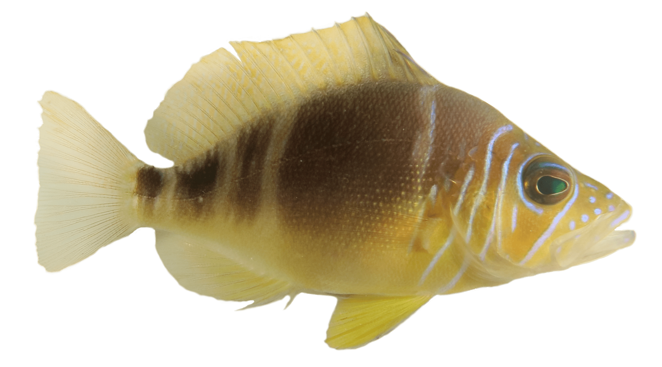 Smithsonian Insider Simultaneous hermaphrodites Understanding Speciation in fish called