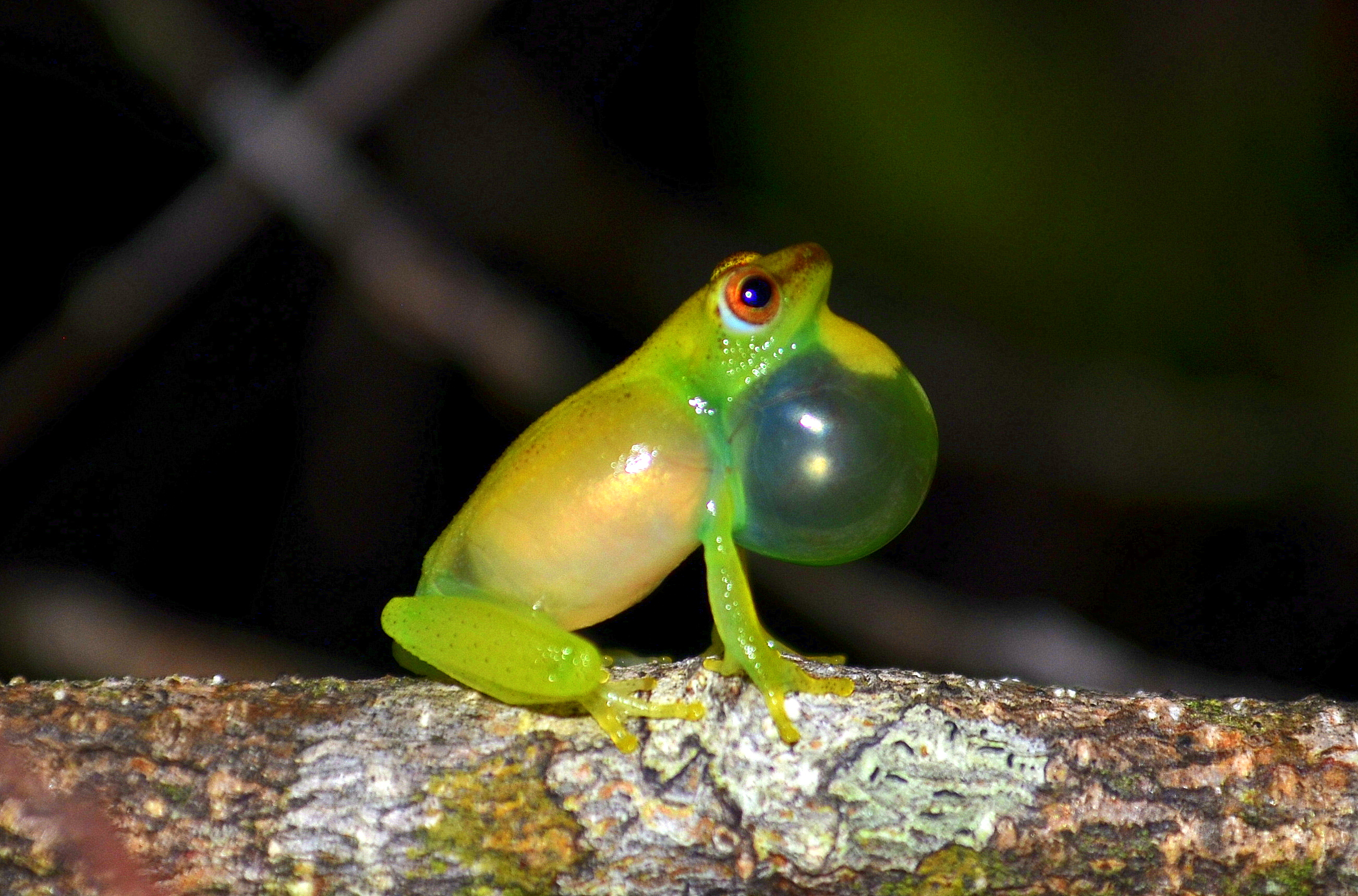 DNA untangles Gabon’s complex web of frog species Smithsonian Insider