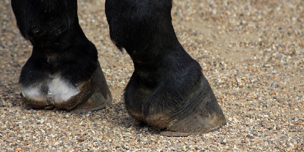 Why Do Horses Need Shoes? Horse Shoes and Their Purpose Insider