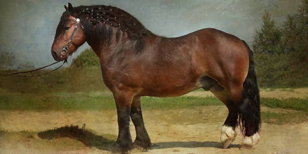 The Coldblooded Horse Traits, Breeds, and Temperament Insider Horse