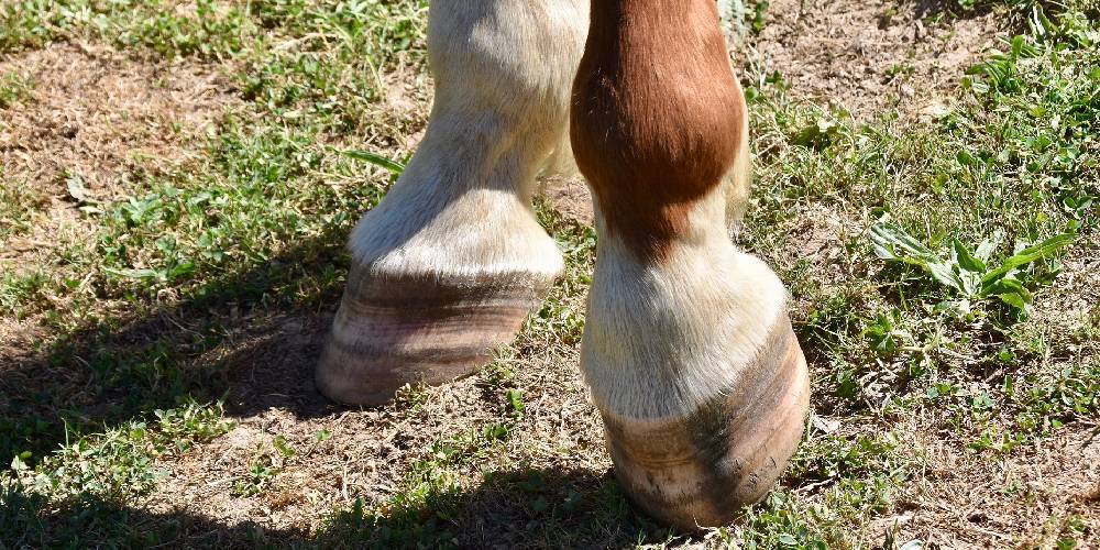 Why Horses Sleep Standing Up & How They Do It Insider Horse Latest