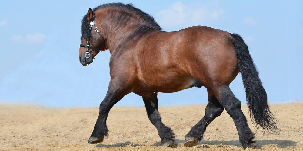 The Coldblooded Horse Traits, Breeds, and Temperament Insider Horse