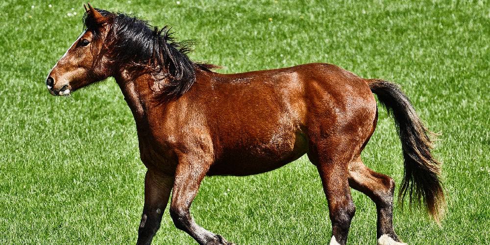 The Barb Horse Facts, Traits, & History Insider Horse Latest