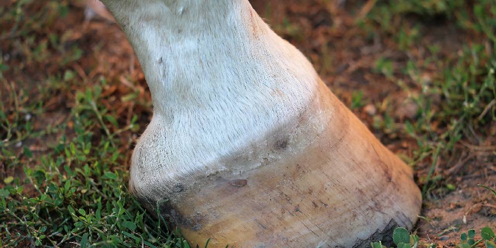 The Leg & Facial Markings Of Horses A Detailed Guide Insider Horse