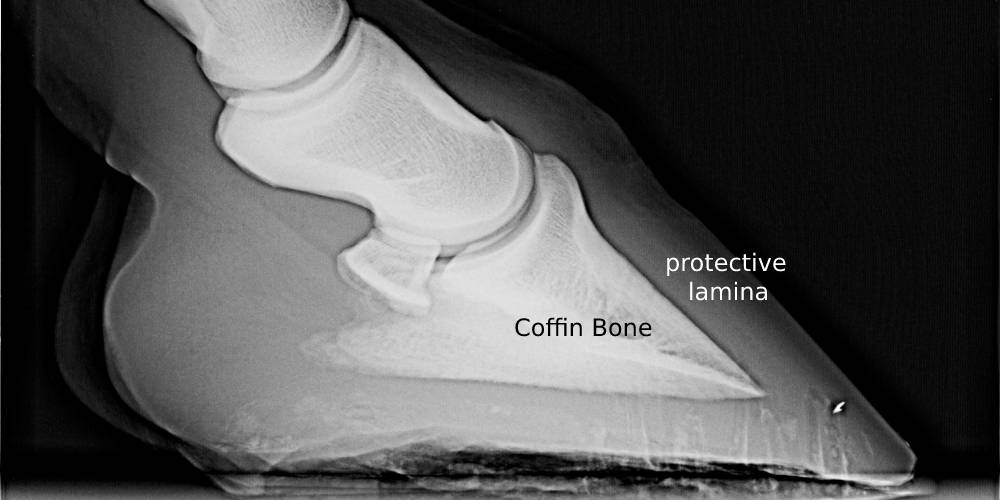 What Is Laminitis & How Is It Dangerous? Insider Horse Latest