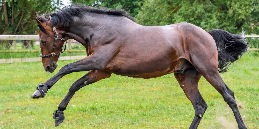 Thoroughbreds All You Need To Know About The World’s Most Popular
