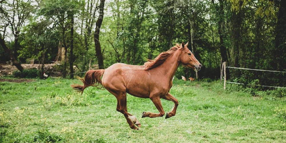 The Gallop Facts You Should Know About The Horse’s Fastest Gait