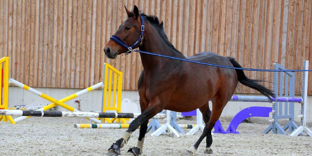What Does Lunging A Horse Mean & Why Is It Important? Insider Horse