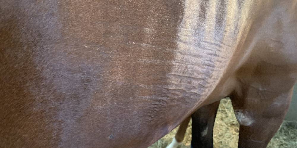 Can Horses Get Stretch Marks? Facts You Didn’t Know Insider Horse