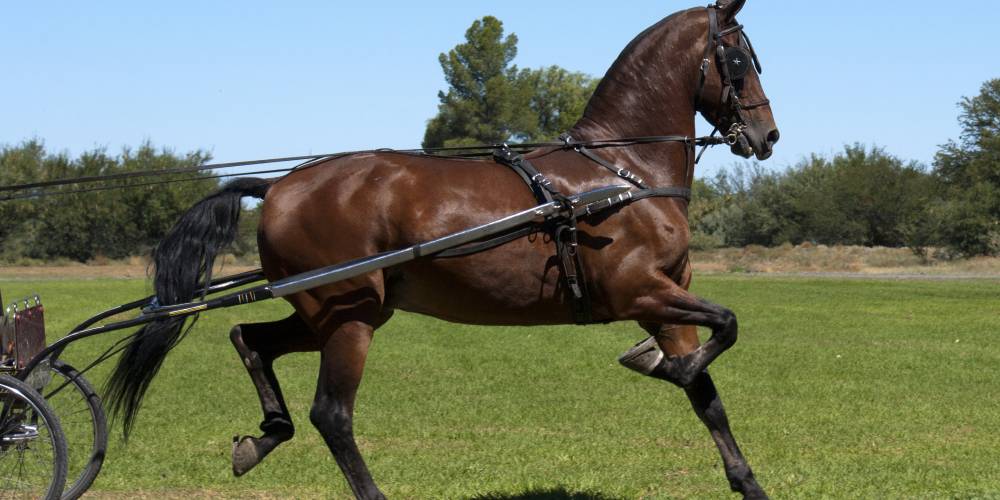 The Hackney All About This HighStepping Driving Breed Insider Horse