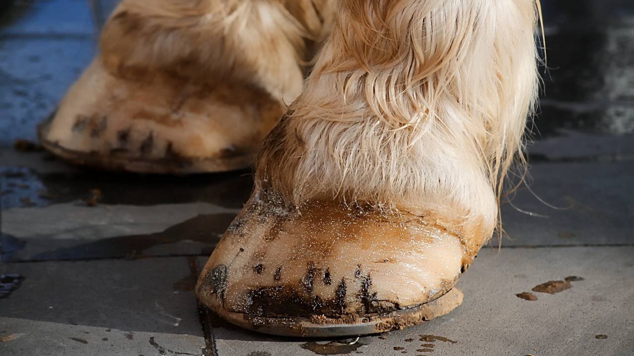 What Is A Farrier? All About Farriers & What They Do Insider Horse Latest & Greatest Horse