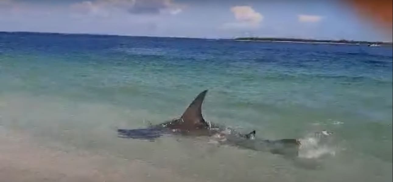 Huge Hammerhead Shark spotted at Boca Grande Beach in Florida