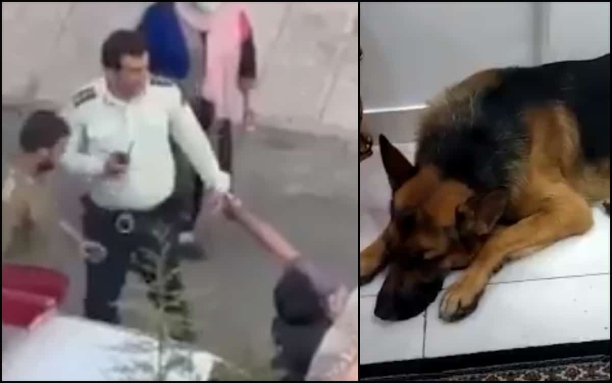 After dogwalking ban, officials in Iran now confiscating dogs from owners