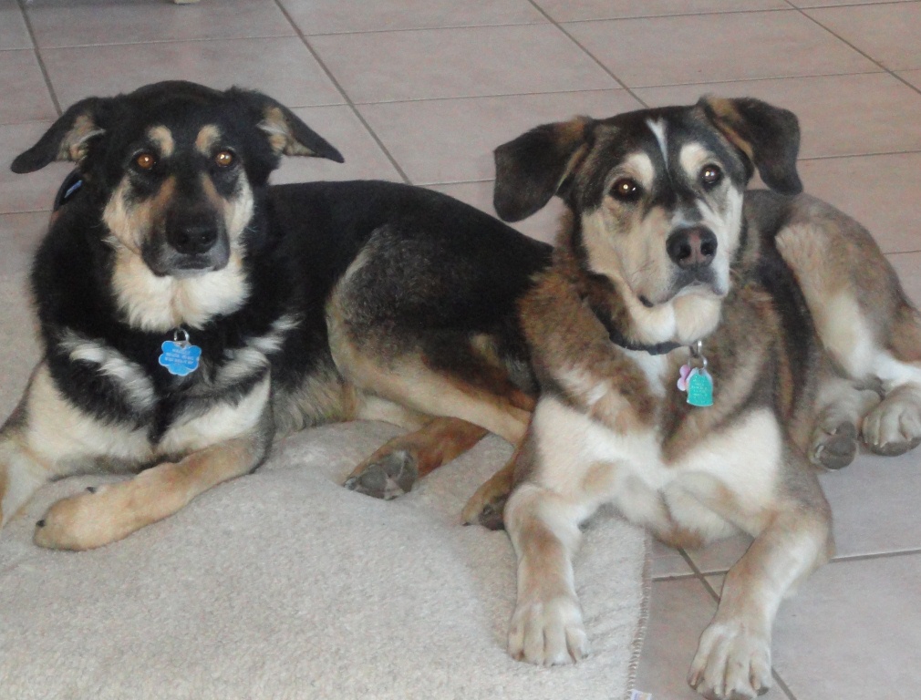 Española Valley Humane Society Inside Santa Fe