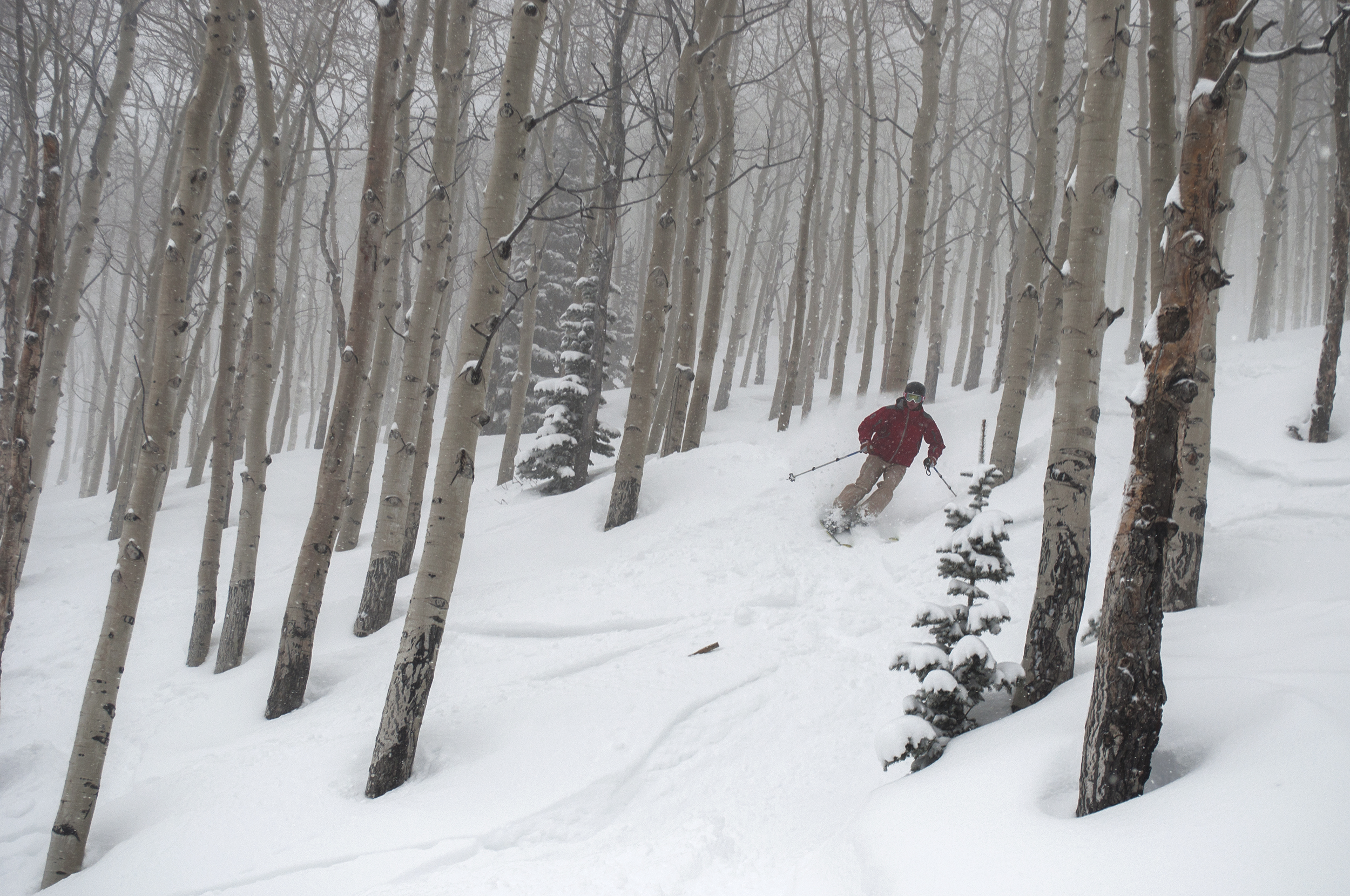 Tree Skiing Inside Steamboat