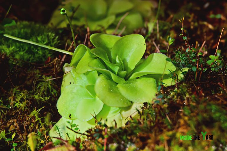 5 Carnivorous Plants That Eat Fruit Flies Things You Don't Know About
